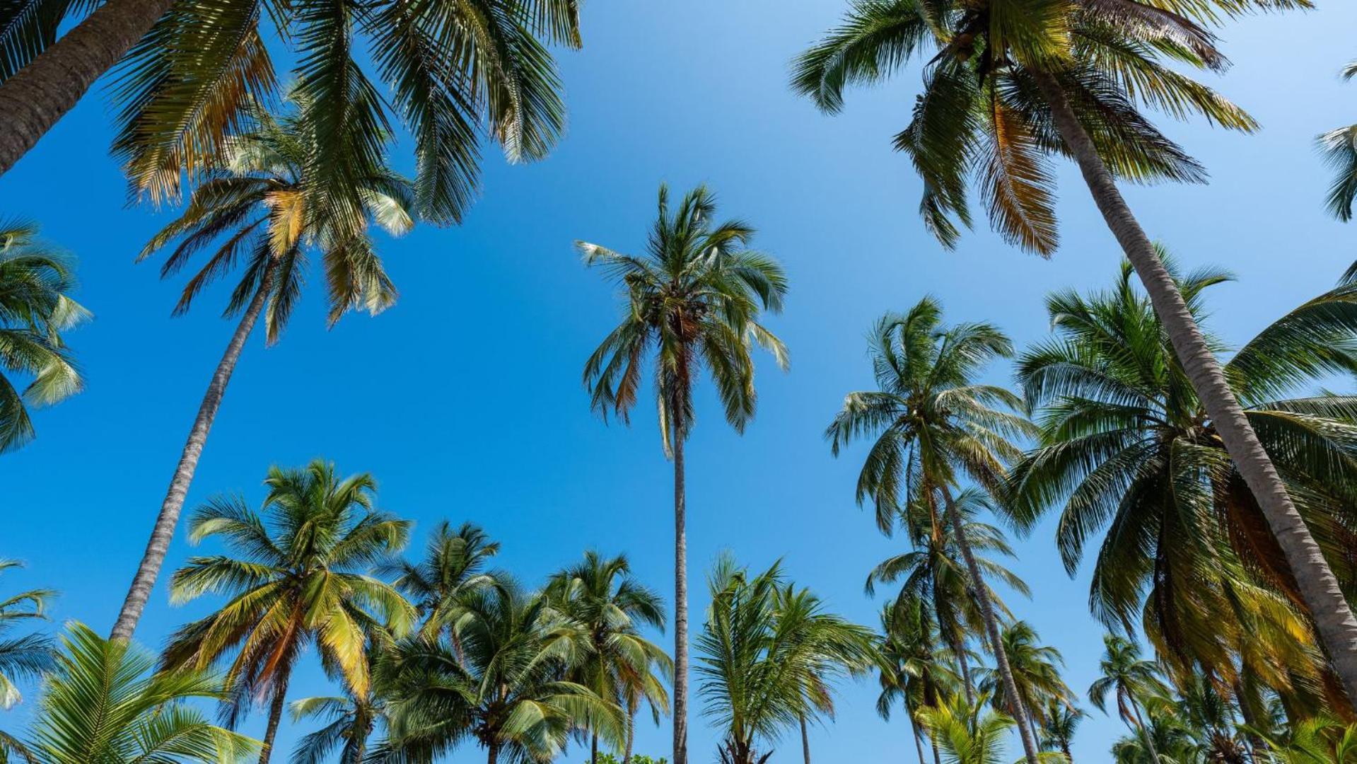 Aite Eco Resort パロミノ エクステリア 写真